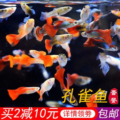 觀賞魚什么魚好動（如何判斷觀賞魚的健康狀態(tài)） 胭脂孔雀龍魚 第1張