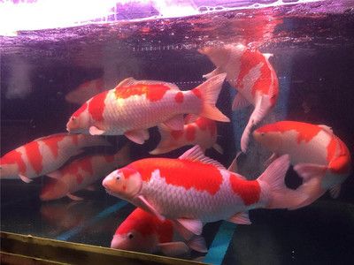 觀賞魚(yú)水族館怎么樣養(yǎng)魚(yú)（關(guān)于水族館養(yǎng)魚(yú)的一些關(guān)鍵信息） 粗線銀版魚(yú) 第1張