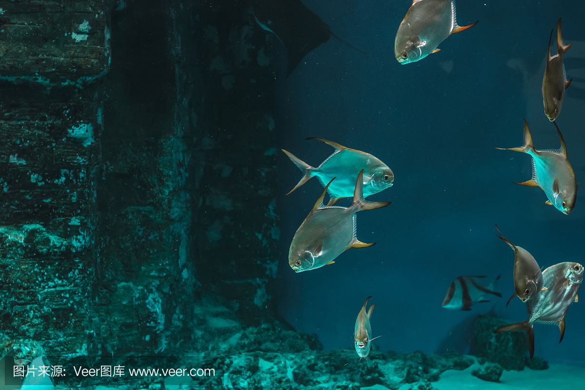 觀賞魚(yú)水族館怎么樣養(yǎng)魚(yú)（關(guān)于水族館養(yǎng)魚(yú)的一些關(guān)鍵信息） 粗線銀版魚(yú) 第4張