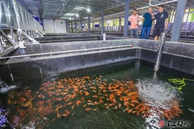 觀賞魚(yú)繁殖基地（觀賞魚(yú)養(yǎng)殖基地管理） 小型觀賞魚(yú) 第2張