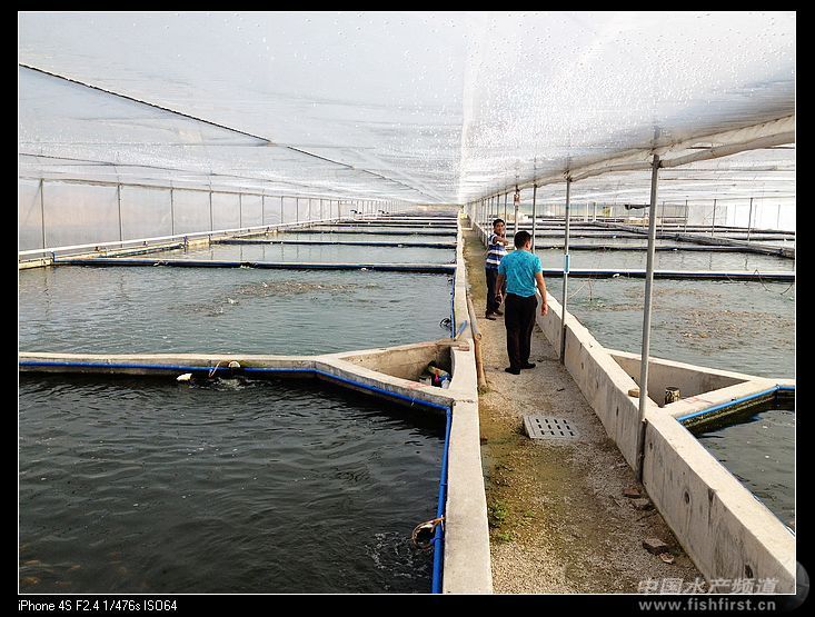 觀賞魚(yú)繁殖基地（觀賞魚(yú)養(yǎng)殖基地管理） 小型觀賞魚(yú) 第1張