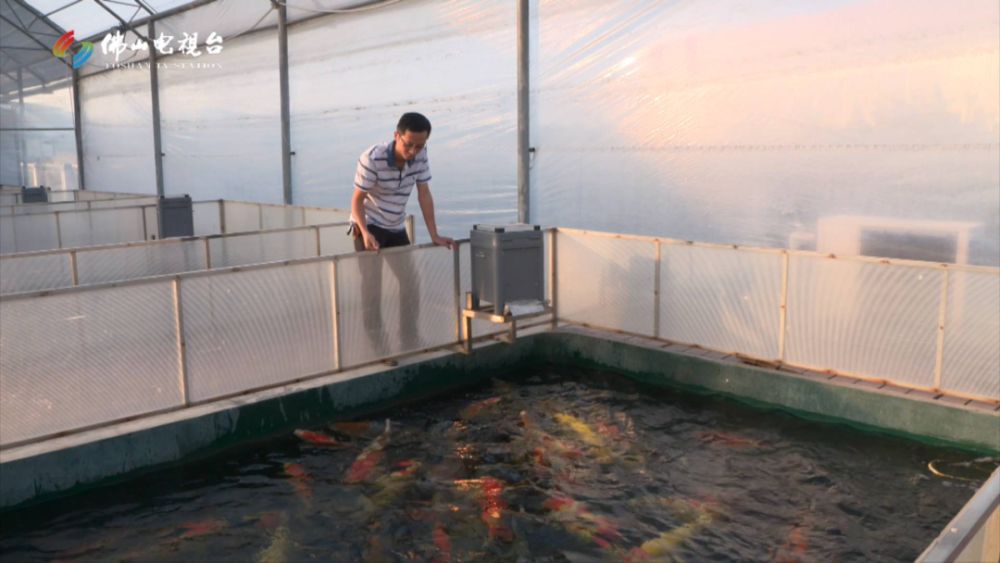 觀賞魚(yú)繁殖基地（觀賞魚(yú)養(yǎng)殖基地管理） 小型觀賞魚(yú) 第3張