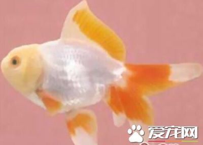 觀賞魚 金魚（金魚養(yǎng)殖技術與實踐） 大正錦鯉魚 第2張