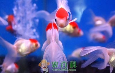 觀賞魚 金魚（金魚養(yǎng)殖技術與實踐） 大正錦鯉魚 第3張