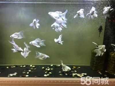 蝴蝶鯉魚(yú)巢什么材料（蝴蝶鯉繁殖的關(guān)鍵步驟和所需工具，蝴蝶鯉繁殖關(guān)鍵步驟） 蘇虎苗（蘇門(mén)答臘虎魚(yú)苗） 第2張