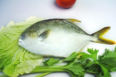 fish baby硝化細(xì)菌（fishbaby水族設(shè)備_fishbaby硝化細(xì)菌） 食人魚（水虎） 第2張