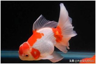 白色的觀賞魚叫什么魚類（白色的觀賞魚及其分類，白色觀賞魚及其分類及其分類） 泗水龍魚 第1張