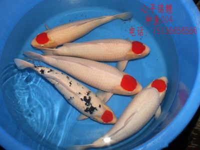 觀賞魚批發(fā)網(wǎng)站有哪些平臺（觀賞魚養(yǎng)殖技術(shù)）