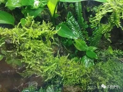 大型觀賞魚池怎樣除青苔（大型觀賞魚池除青苔方法） 祥龍傳奇品牌魚缸 第1張