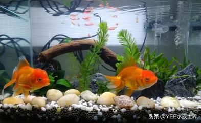 觀賞魚能吃嗎？為什么？（觀賞魚可以食用嗎？） 銀河星鉆魚 第1張