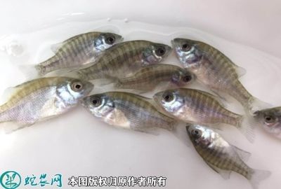 觀賞魚市場價格走勢（觀賞魚市場價格受到多種因素影響） 則道紅龍 第1張