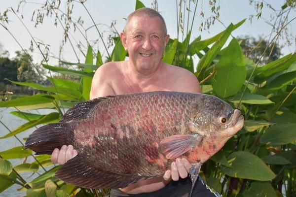 艾索頓戰(zhàn)船魚（艾索頓戰(zhàn)船魚是人類的重要漁獲之一） 觀賞魚市場 第3張