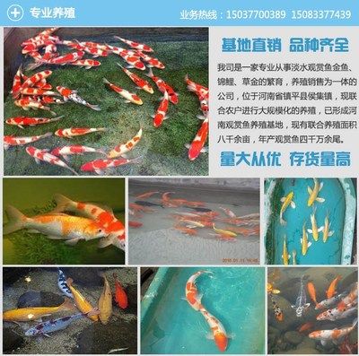 觀賞魚養(yǎng)殖公司簡(jiǎn)介怎么寫（觀賞魚養(yǎng)殖專業(yè)合作社招聘」m.comin.com） 速倍妥 第1張