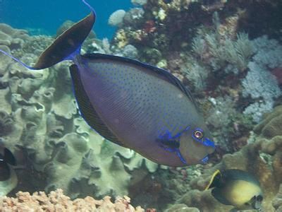 觀賞魚海魚好貴怎么辦啊（海水觀賞魚價(jià)格昂貴，但海水觀賞魚價(jià)格昂貴，養(yǎng)殖技術(shù)的替代方案） 白子關(guān)刀魚 第4張