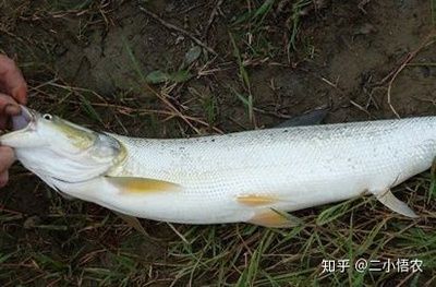 鳡魚能養(yǎng)魚缸里嗎（[需手動填充]魚和[需手動填充]魚的區(qū)別）