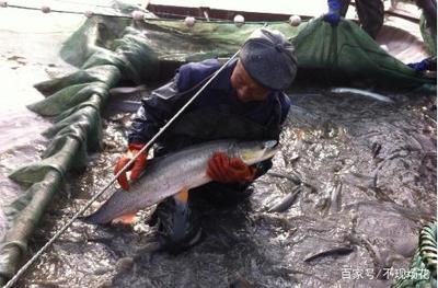 鳡魚能養(yǎng)魚缸里嗎（[需手動填充]魚和[需手動填充]魚的區(qū)別）