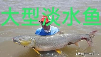 鳡魚能養(yǎng)魚缸里嗎（[需手動填充]魚和[需手動填充]魚的區(qū)別）