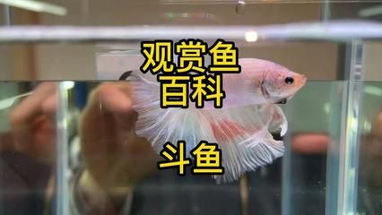 觀賞魚斗魚怎么養(yǎng)殖（斗魚與其他觀賞魚的區(qū)別）