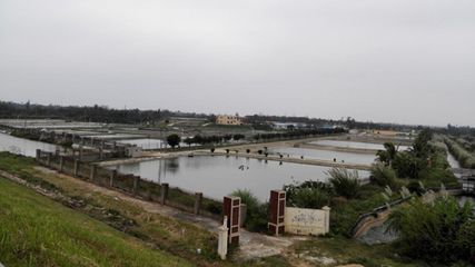 海南觀賞魚養(yǎng)殖基地有哪些公司（海南觀賞魚養(yǎng)殖基地） 黃金招財貓魚 第1張