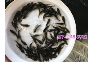 花鰱魚苗價格（花鰱魚苗的價格）