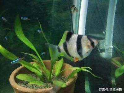 觀賞魚隔幾天死一條咋回事（觀賞魚死亡的原因及解決方法） 稀有金龍魚 第2張