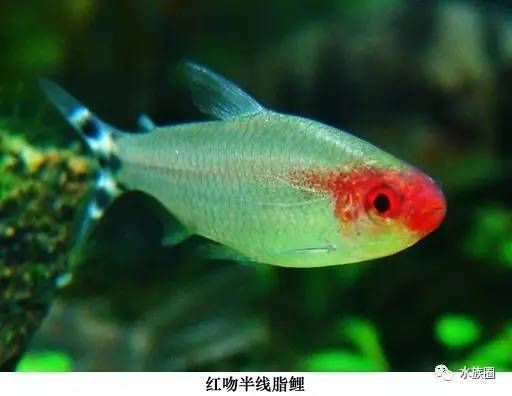 愛群游的觀賞魚怎么養(yǎng)殖（愛群游的觀賞魚養(yǎng)殖指南） 黑白雙星 第1張