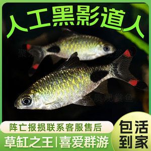 愛群游的觀賞魚怎么養(yǎng)殖（愛群游的觀賞魚養(yǎng)殖指南） 黑白雙星 第3張