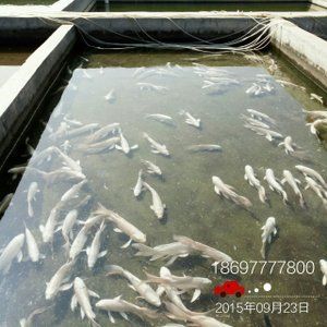 觀賞魚白金魚哪個好養(yǎng)活一些（白云金絲魚的養(yǎng)護技巧）