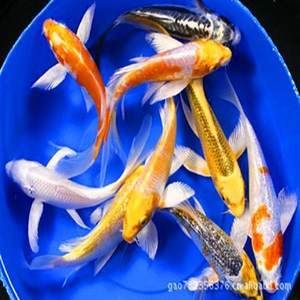 觀賞魚白金魚哪個好養(yǎng)活一些（白云金絲魚的養(yǎng)護技巧）