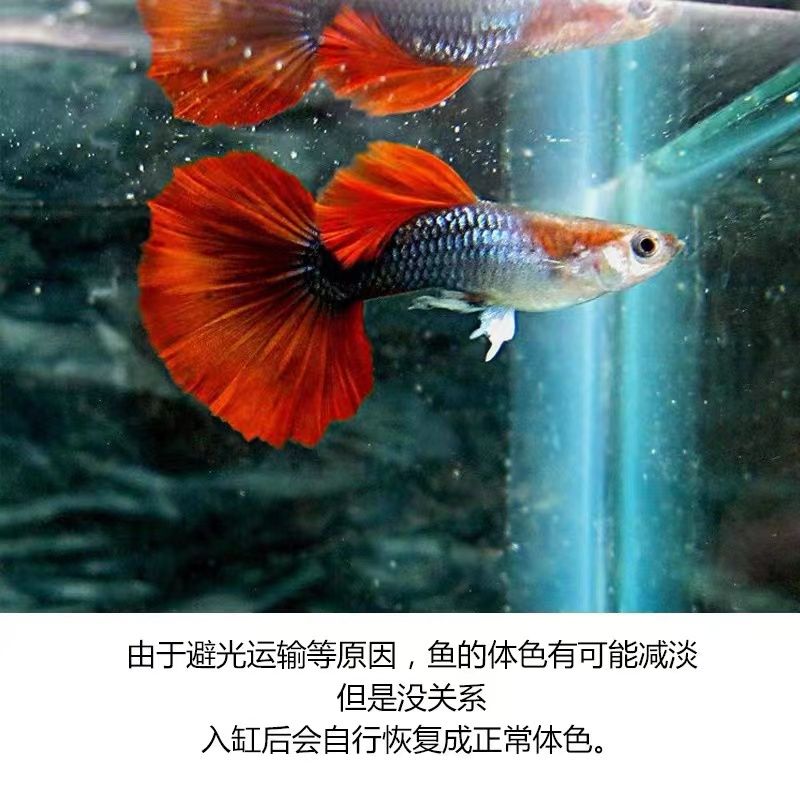 關(guān)于觀賞魚(yú)的詩(shī)歌（關(guān)于觀賞魚(yú)的詩(shī)歌有哪些？） 國(guó)產(chǎn)元寶鳳凰魚(yú) 第1張