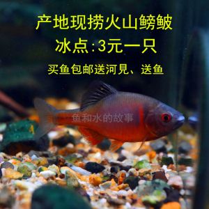 關(guān)于觀賞魚的詩歌（關(guān)于觀賞魚的詩歌有哪些？） 國產(chǎn)元寶鳳凰魚 第3張