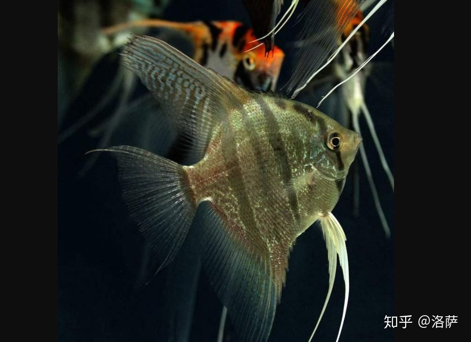 互動的觀賞魚排名（什么樣的觀賞魚互動性比較強(qiáng)？） 慈雕魚 第3張