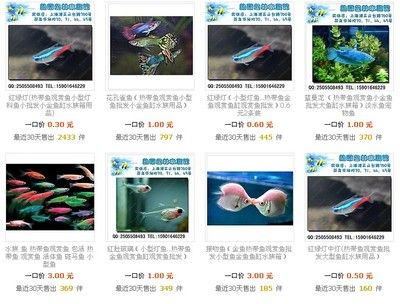 海南水族館觀賞魚批發(fā)價格多少（全球觀賞魚市場趨勢全球觀賞魚市場趨勢不斷變化和發(fā)展） 野彩魚 第3張