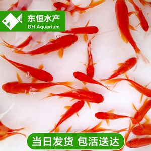 觀賞魚小紅魚是什么魚類（熱帶觀賞魚的世界） 豬鼻龜百科 第3張