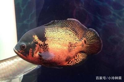 地圖魚壽命（地圖魚的壽命可以根據不同的飼養(yǎng)環(huán)境和飼養(yǎng)方法有所不同） 朱巴利魚苗 第1張