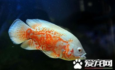 地圖魚壽命（地圖魚的壽命可以根據不同的飼養(yǎng)環(huán)境和飼養(yǎng)方法有所不同） 朱巴利魚苗 第2張