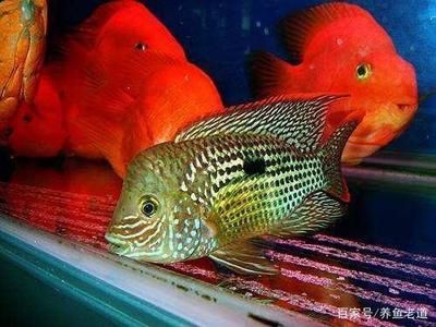 比較溫順的觀(guān)賞魚(yú)（什么樣的觀(guān)賞魚(yú)適合混養(yǎng)？） 白化火箭 第4張