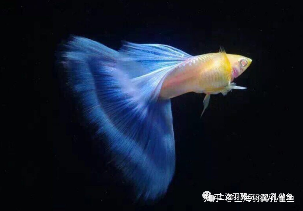 海南海水觀賞魚繁殖方法視頻（關(guān)于海水觀賞魚繁殖方法的問題） 老魚匠 第3張