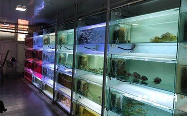 廣州觀賞魚店排名榜（廣州水族文化探秘廣州水族文化探秘廣州水族文化探秘） 女王大帆魚苗 第3張