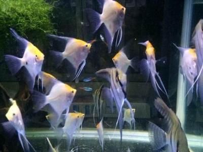 廣州觀賞魚店排名榜（廣州水族文化探秘廣州水族文化探秘廣州水族文化探秘） 女王大帆魚苗 第4張