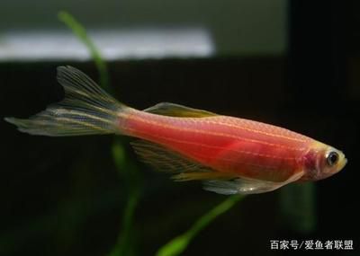 紅斑馬魚（斑馬魚的繁殖方式）