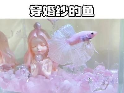 觀賞魚的文案短（觀賞魚文案短篇：水中的精靈，五彩斑斕，姿態(tài)各異） 過濾設(shè)備 第2張