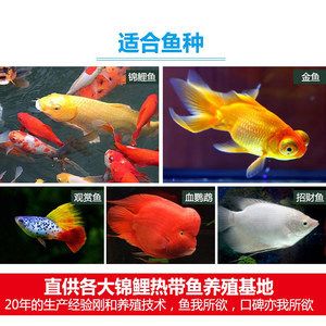 觀賞魚養(yǎng)魚教學(xué)（養(yǎng)觀賞魚是一項(xiàng)有趣的愛好，但也需要一定的知識(shí)和維護(hù)） 虎紋銀版魚 第3張