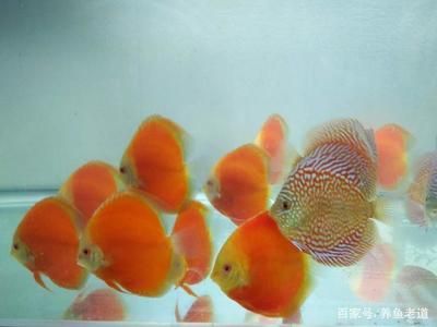 觀賞魚內(nèi)寄癥狀（如何預防觀賞魚內(nèi)寄）