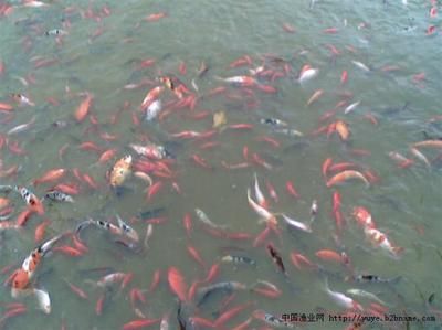 觀賞魚銷售平臺(tái)有哪些（水族館創(chuàng)業(yè)指南） 申古三間魚 第1張