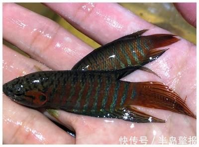 觀賞魚銷售平臺(tái)有哪些（水族館創(chuàng)業(yè)指南） 申古三間魚 第4張