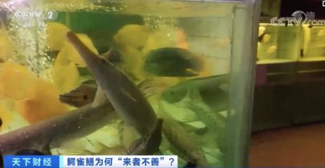 觀賞魚銷售平臺(tái)有哪些（水族館創(chuàng)業(yè)指南） 申古三間魚 第3張