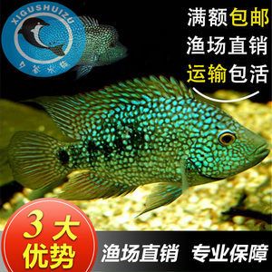 白色淡水魚觀賞魚（白色淡水魚觀賞魚有哪些種類）