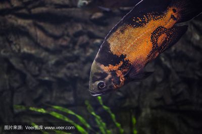 紅老虎魚多大會變色（紅老虎魚的飼養(yǎng)技巧） 綠皮皇冠豹魚 第1張