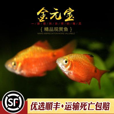 關(guān)于觀賞魚的淘寶好評怎么寫（如何撰寫有創(chuàng)意的淘寶好評） 充氧泵 第4張